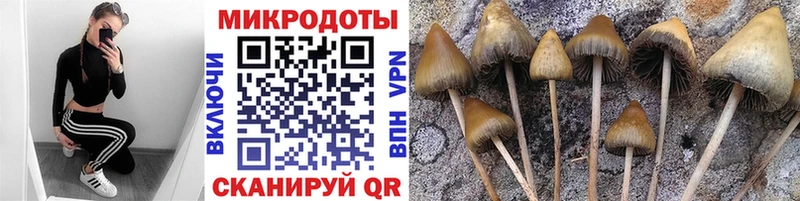 Псилоцибиновые грибы Cubensis  Купить  Торопец 